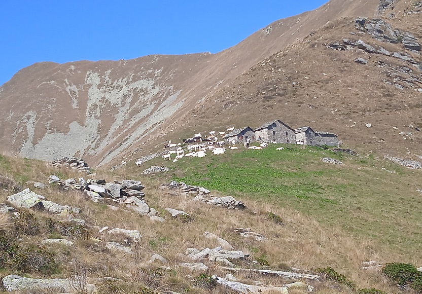 5 - L'Alpe Frigerole e la cima della Vaccarezza
